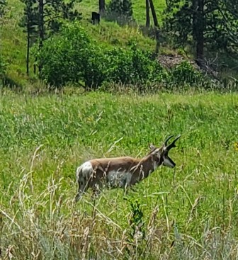 20190731_142655.jpg